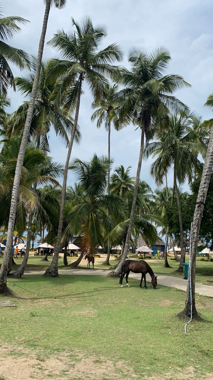 La Campagne Tropicana